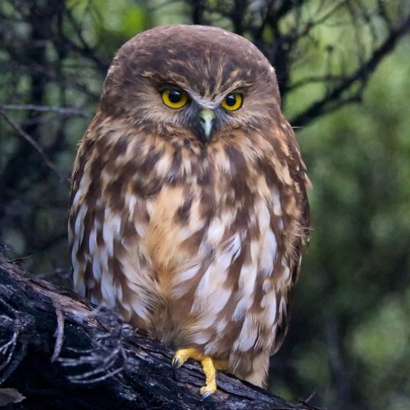 Morepork v2