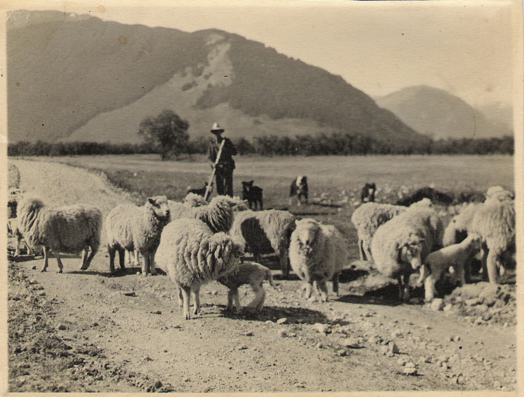 Herding sheep on the Routeburn road