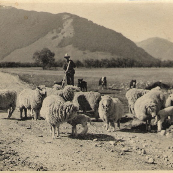 Herding sheep on the Routeburn road